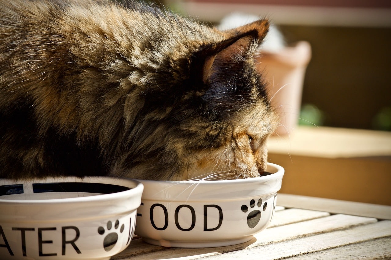 Consejos para elegir la mejor comida para tu gato