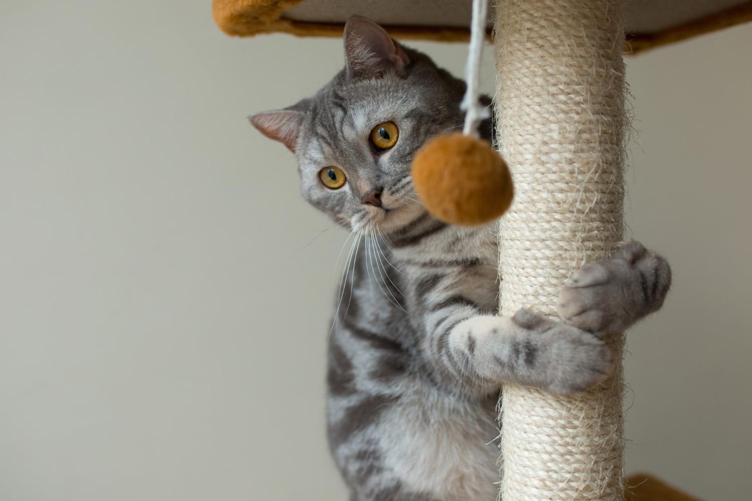 Juguetes para gato: el regalo ideal para los felinos en su día