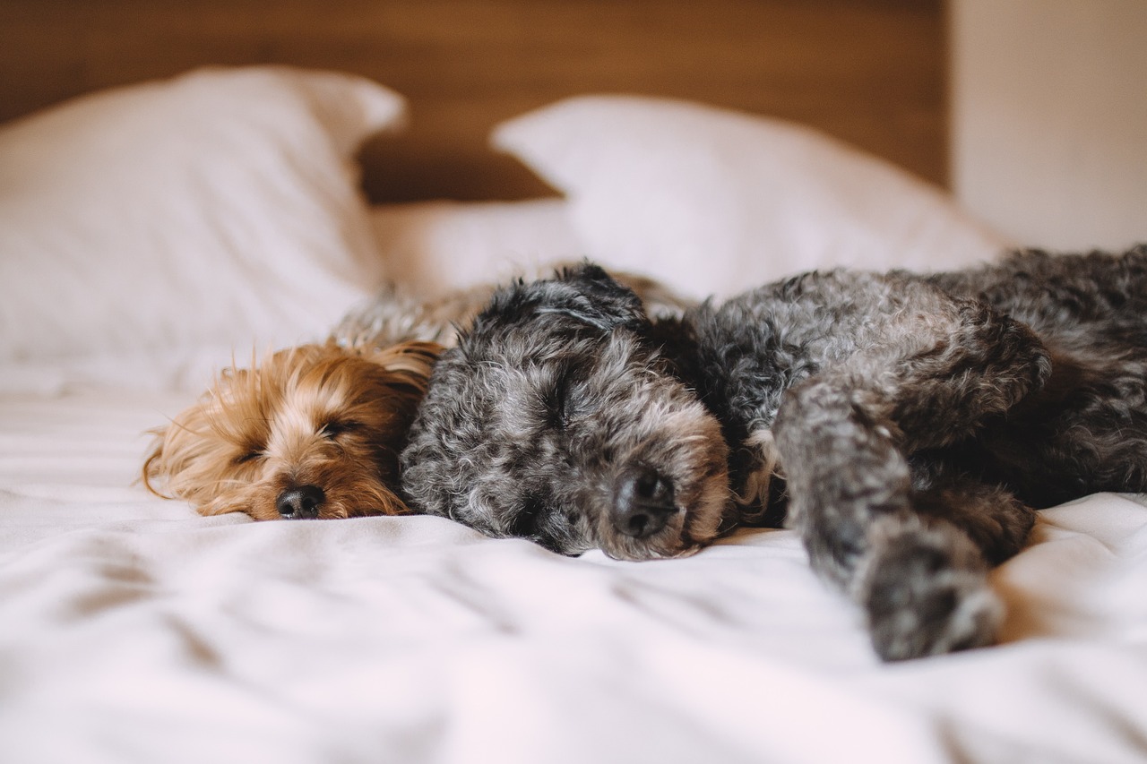 Guía completa para escoger las mejores camas para perros